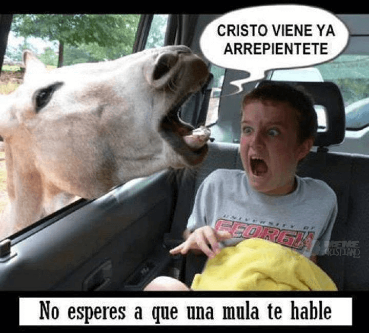 No esperes a que una mula te lo diga