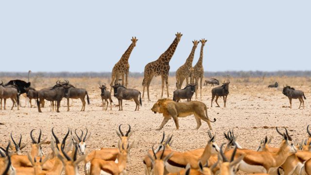 Investigación revela que 90% de los animales surgieron “al mismo tiempo”